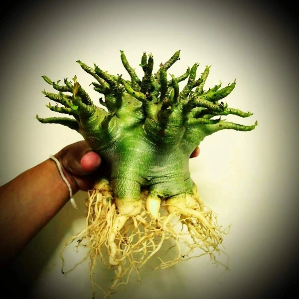 Adenium Godji X Hulk  - 5 Seeds