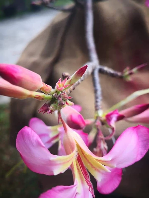 Adenium Black Skin Onyx Emperor  - 5 Seeds