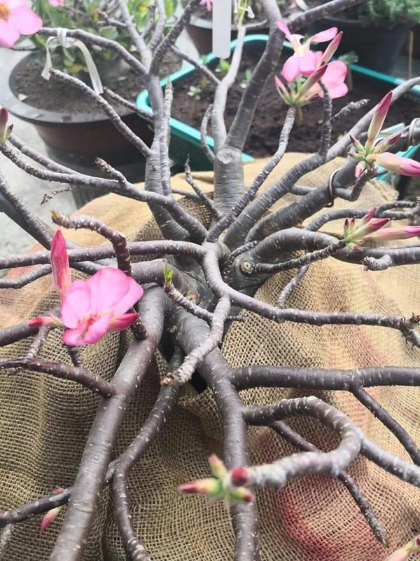 Adenium Black Skin Onyx Emperor  - 5 Seeds