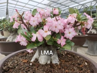 Adenium Black Skin Kalamae X LMA - 10 Seeds