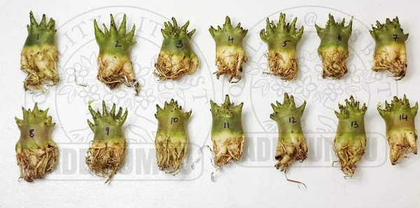 Adenium RAMBO - 10 Seeds