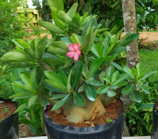 Adenium Arabicum Godji X Emarald Crown  - 10 Seeds