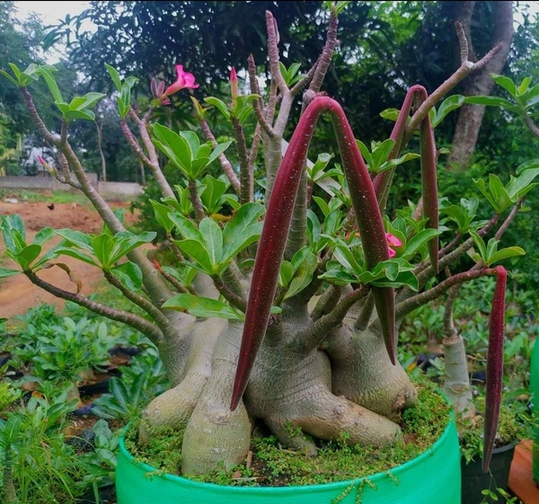 Adenium Arabicum Godji X Emarald Bracelet  - 10 Seeds
