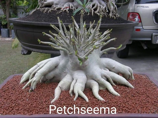 Adenium PETCHSEEMA  - 10 Seeds