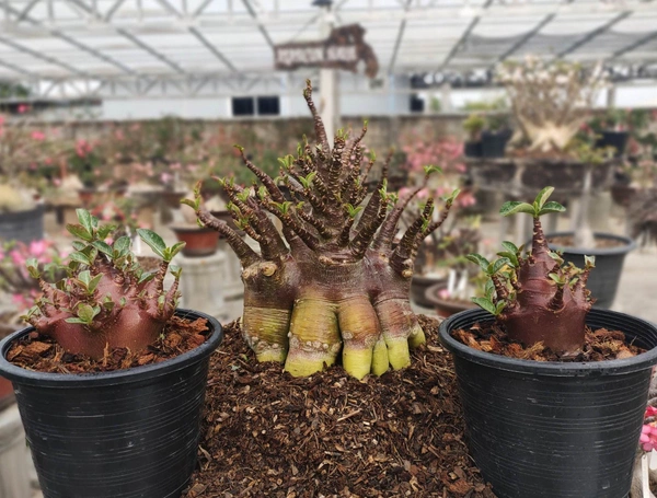 Adenium Arabicum Black Skin Kalamae F2 - 5 Seeds