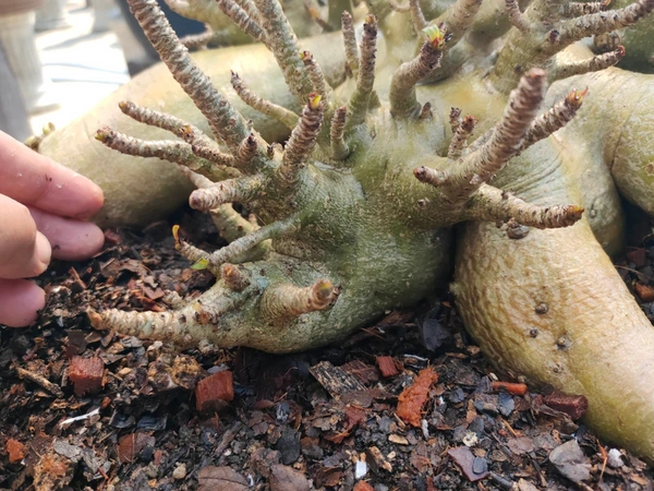 Adenium Arabicum Porcupine-Coral Form - 10 Seeds