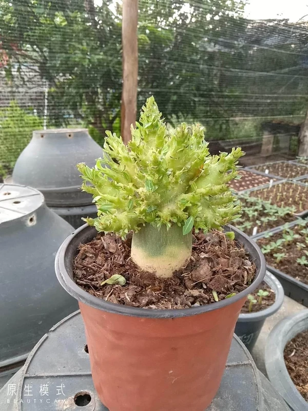 Adenium Arabicum Wangwanol x Red Bangle - Coral Form - 10 Seeds