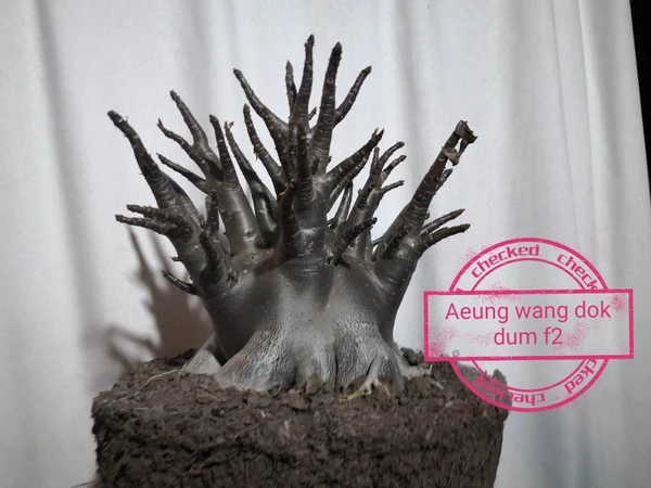 Adenium Arabicum Black Skin Aueng X DLB - 10 Seeds