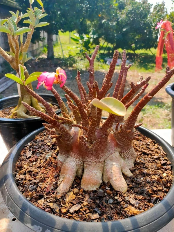 Adenium Arabicum Black Skin Aueng X DLB - 5 Seeds