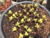 Adenium Arabicum Black Skin With Golden Leaf % SURANYA  - 10 Seeds