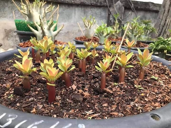 Adenium Arabicum Black Skin With Golden Leaf % SURANYA  - 5 Seeds