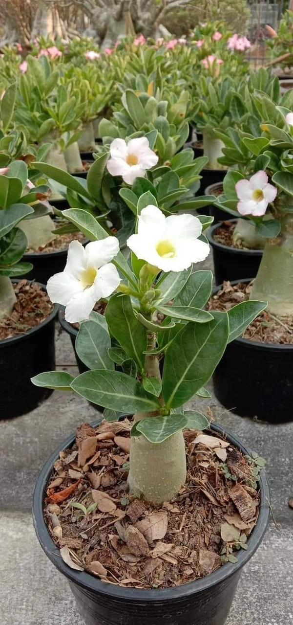 Adenium Arabicum White House- 60-70% Chance Of White Flower - 5 Seeds
