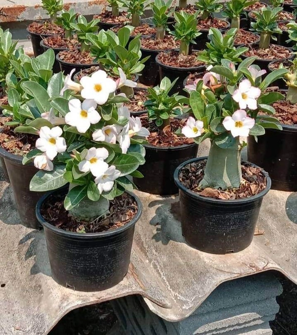 Adenium Arabicum White House- 60-70% Chance Of White Flower - 5 Seeds