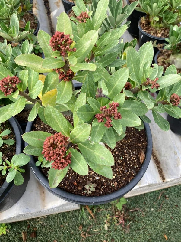 Adenium Chada Tung Nang- Coral Flowering  - 5 Seeds