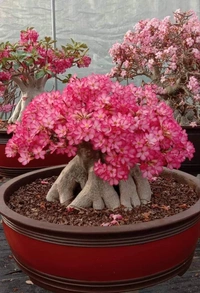 Adenium Chada Tung Nang- Coral Flowering  - 5 Seeds