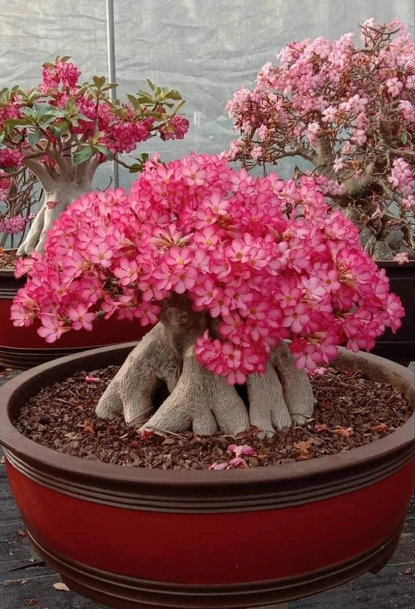 Adenium Chada Tung Nang- Coral Flowering  - 5 Seeds