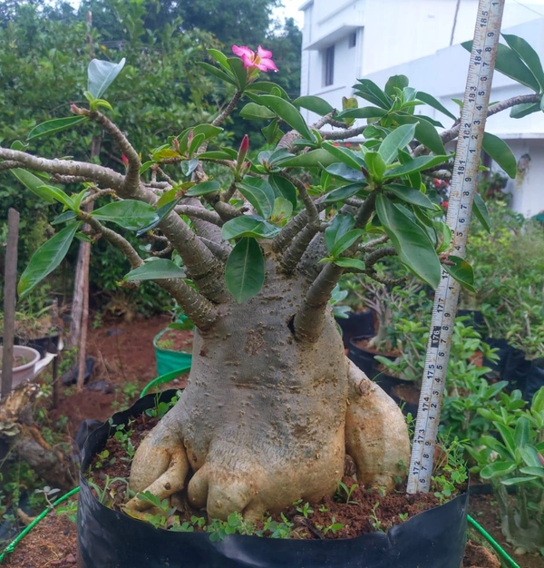Adenium Arabicum Tropido X MKMK Plant
