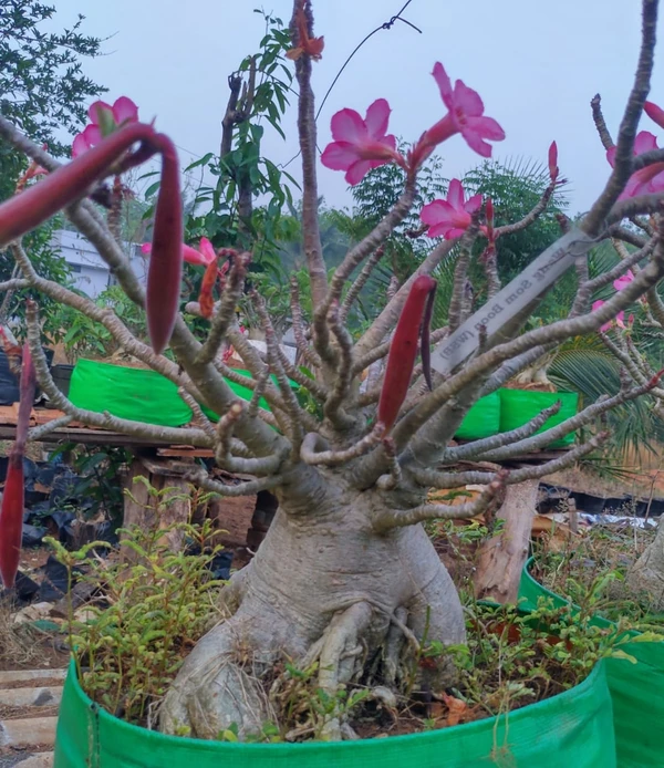 Adenium Arabicum WSB DD Mother Plant