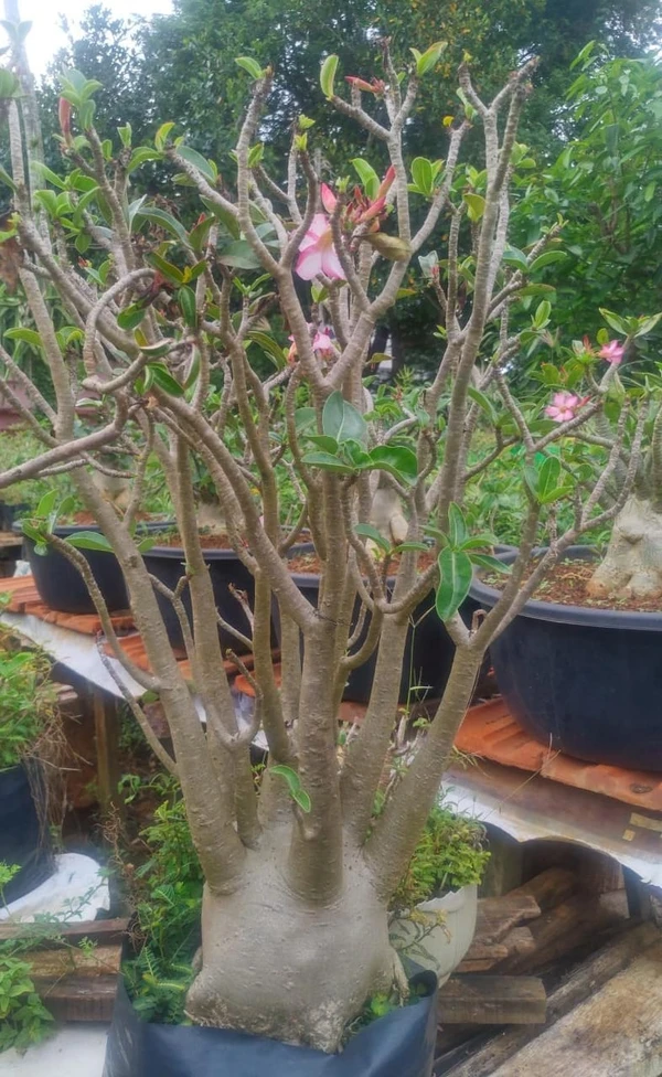 Adenium RCN Mother Plant