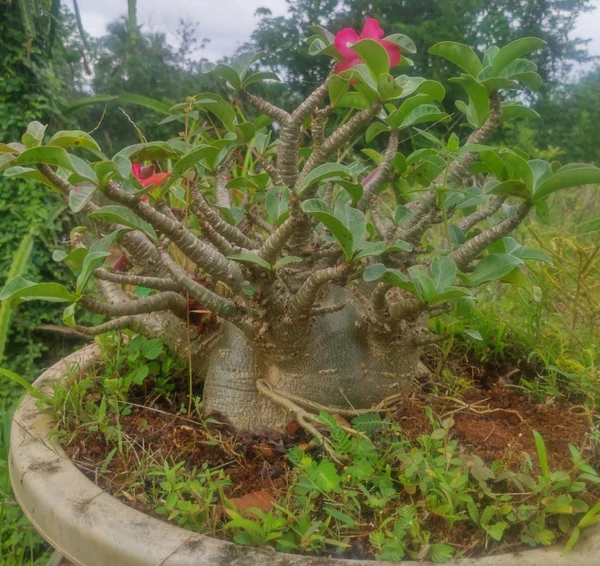 Adenium Godji x Big Foot Mother Plant