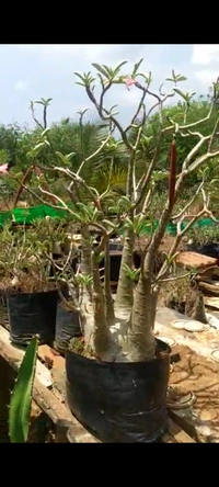 Adenium Arabicum Emerald Crown  Mother Plant