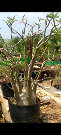 Adenium Arabicum Emerald Crown  Mother Plant