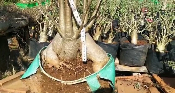 Adenium Arabicum RCN Mother Plant