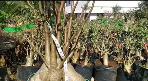 Adenium Arabicum RCN Mother Plant