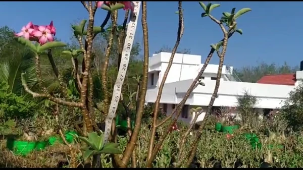 Adenium Arabicum RCN Mother Plant