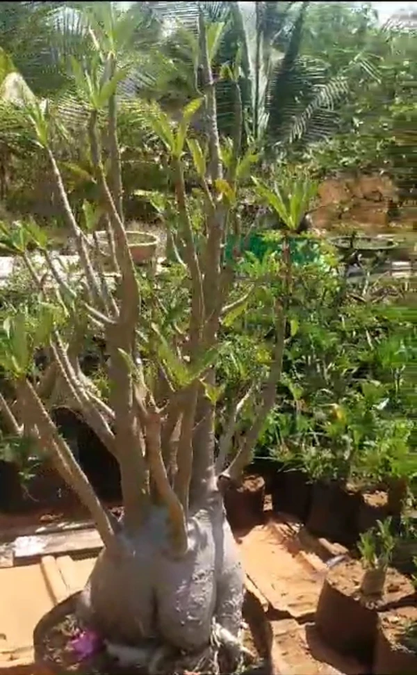 Adenium Arabicum BigF Mother Plant