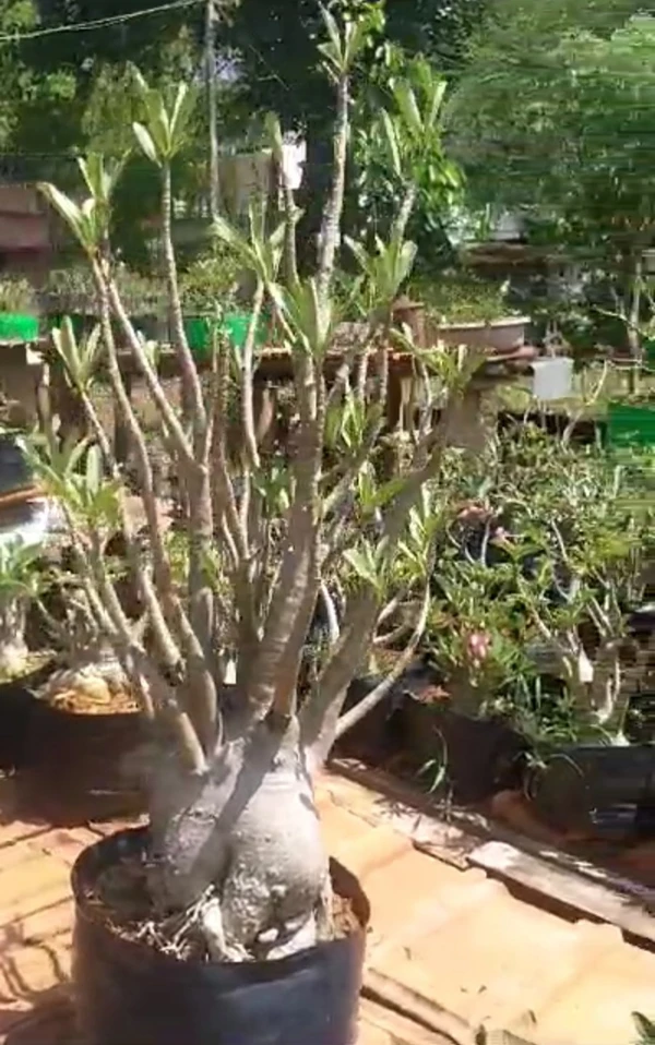 Adenium Arabicum BigF Mother Plant