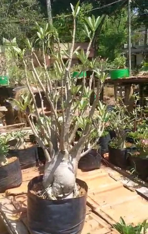 Adenium Arabicum BigF Mother Plant