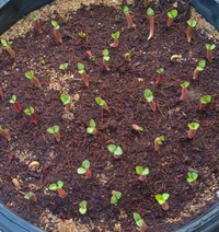 Adenium Arabicum Black Skin AWDD Seeds - 5 Seeds