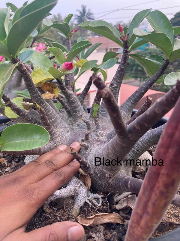 Adenium Arabicum Black Skin Black Mamba Seeds - 5 Seeds
