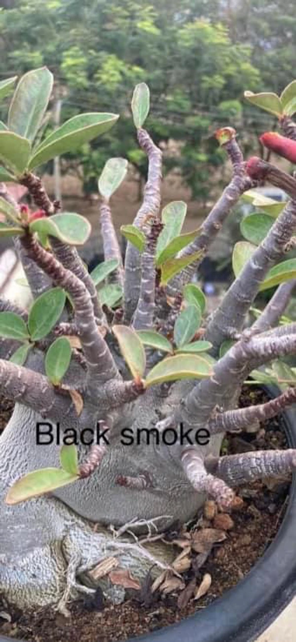 Adenium Arabicum Black Skin Black Smoke Seeds - 10+1 Seeds