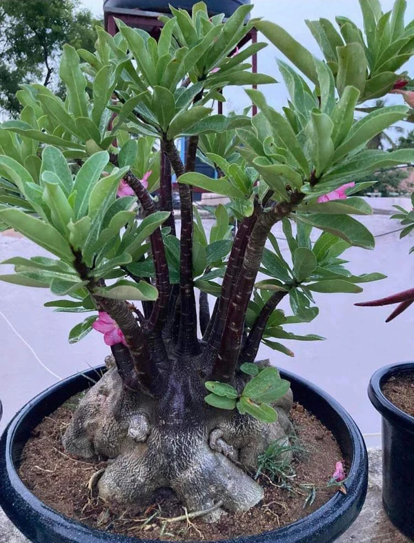 Adenium Arabicum Black Skin Coral Black Seeds - 5 Seeds