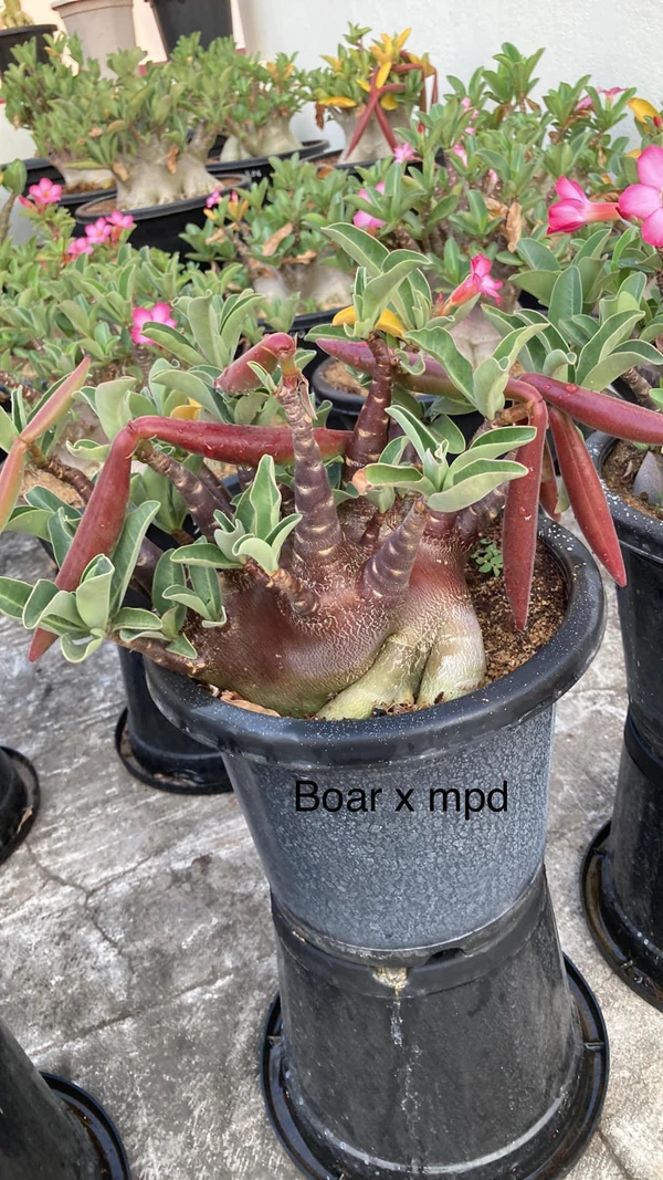 Adenium Arabicum Black Skin Black Boar X MPD Seeds - 5 Seeds