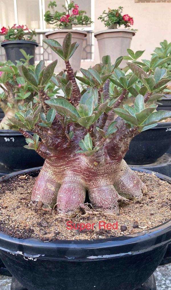 Adenium Arabicum Red Skin Super Red Seeds - 5 Seeds