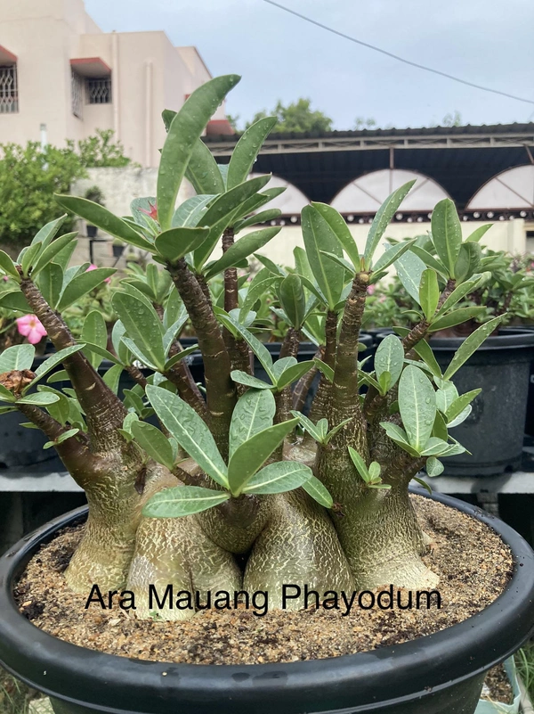 Adenium Arabicum Black Skin Ara Mauang PhayoDum Seeds - 10+1 Seeds