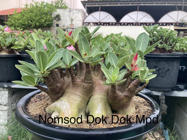 Adenium Arabicum Black Skin Nomsod Dok Dok X MPD Seeds - 5 Seeds