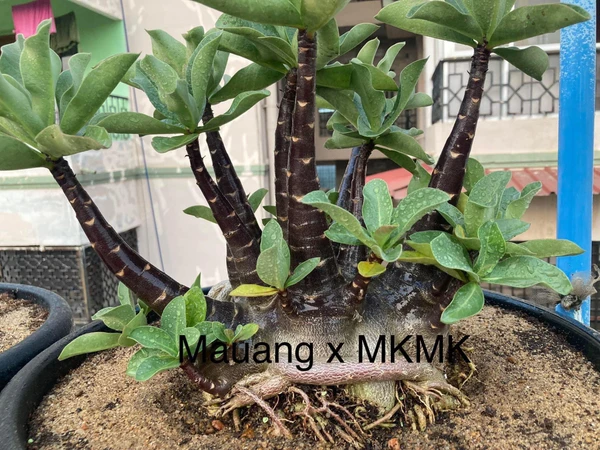 Adenium Arabicum Black Skin Mauang x Black MKMK Seeds - 5 Seeds