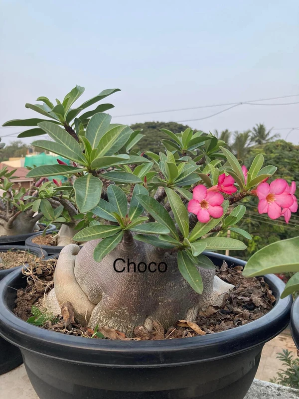 Adenium Arabicum Black Skin Black Choco Seeds - 5 Seeds