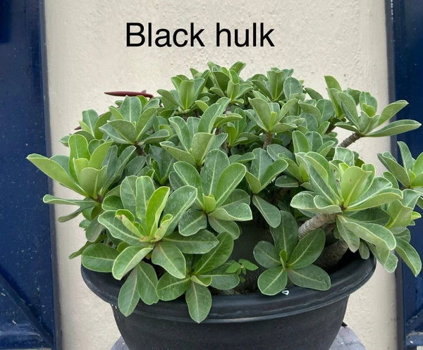 Adenium Arabicum Black Skin Black Hulk Seeds - 5 Seeds