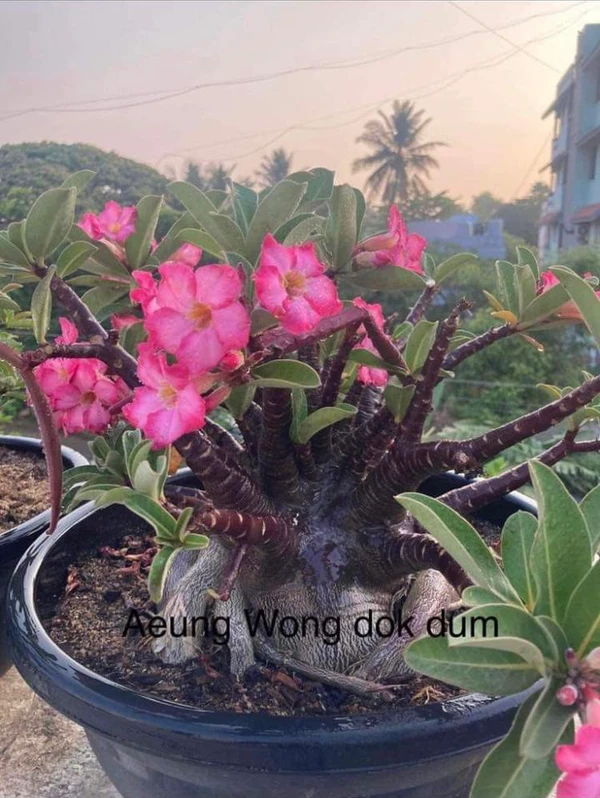 Adenium Arabicum Black Skin Aueng Wong Dok Dum(AWDD) Seeds - 5 Seeds