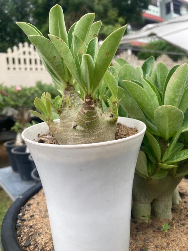 Adenium Arabicum black skin Ara MaoPhaoDum plant + 5 AWDD SEEDS GIFT