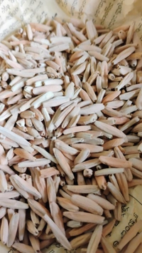 Mix Arabicum Seeds - 20+5 Seeds