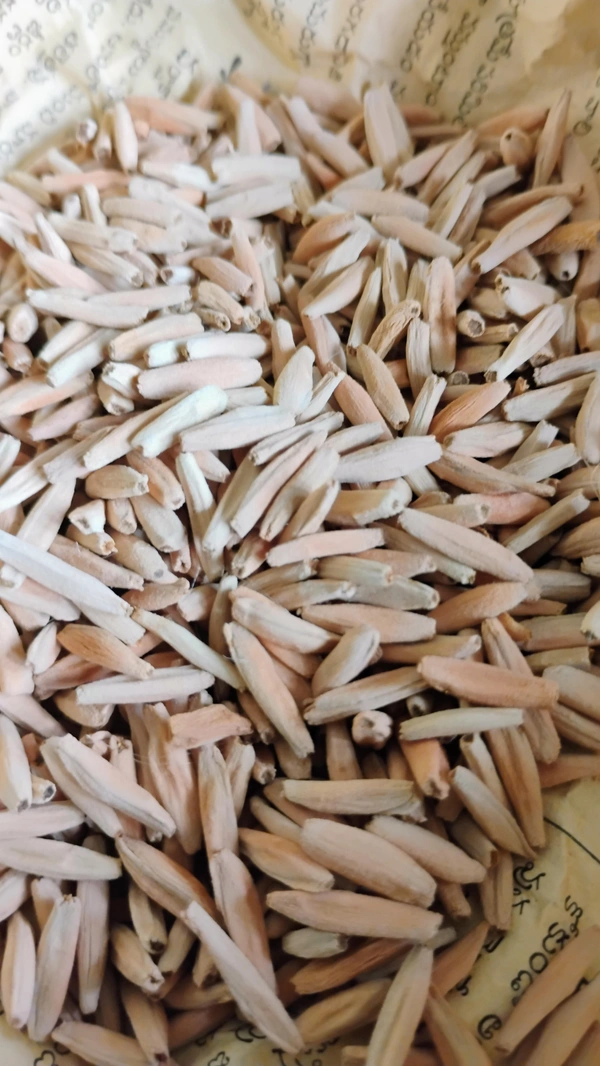 Mix Arabicum Seeds - 20+5 Seeds