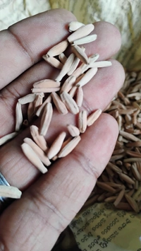 Mix Arabicum Seeds - 20+5 Seeds