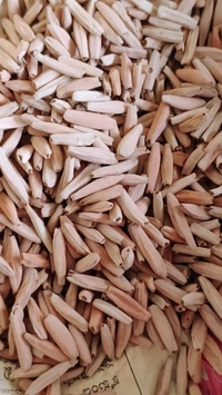 Mix Arabicum Seeds - 20+5 Seeds