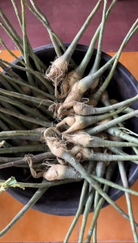 Adenium Obesum X Somalance Plant - Root Stock - 100 Plants